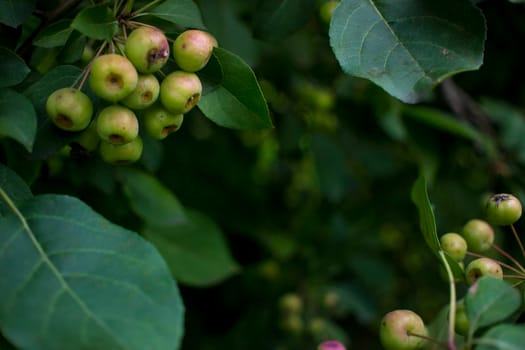 Ripe apples on branches. Red apples with green leaves hanging on tree in autumn garden and ready for harvest. . High quality photo