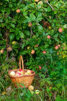 Organic apple harvest, basket of freshly harvested apples with natural blemishes and spots. Red and green freshly picked apples in basket on green grass under the apple tree. High quality photo