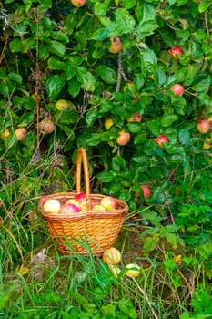 Organic apple harvest, basket of freshly harvested apples with natural blemishes and spots. Red and green freshly picked apples in basket on green grass under the apple tree. High quality photo