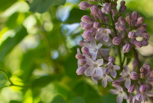 Flower background - lilac flowers in spring garden . High quality photo