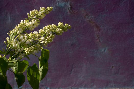 Bright blooming ilac branch on a beige and purple very peri background. close up. High quality photo