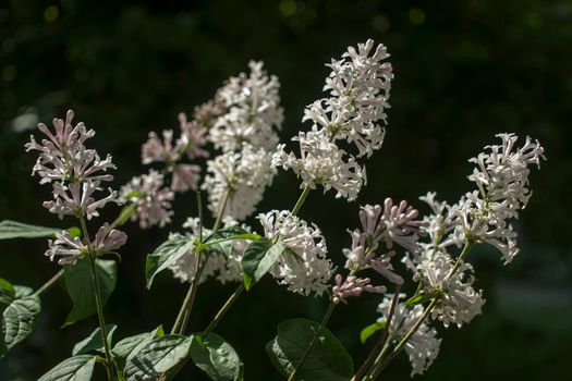 Flower background - lilac flowers in spring garden . High quality photo