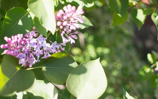 Flower background - lilac flowers in spring garden . High quality photo