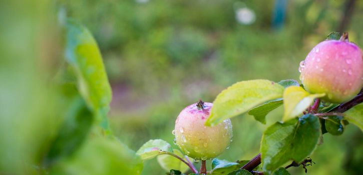 Ripe apples on branches. Red apples with green leaves hanging on tree in autumn garden and ready for harvest. . High quality photo