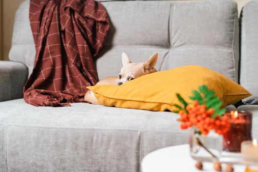 Funny puppy chihuahua lying on couch and pillow under plaid indoors. Cute Little dog home warming under blanket in cold fall autumn winter weather. Pet animal in living room with candle and decor.