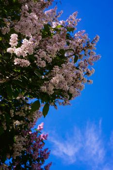 Spring branch of blossoming lilac