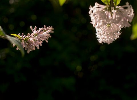 Flower background - lilac flowers in spring garden . High quality photo