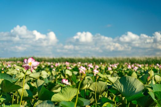 A pink lotus flower sways in the wind. Against the background of their green leaves. Lotus field on the lake in natural environment