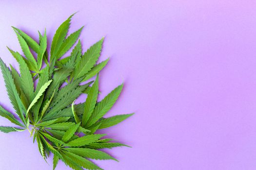 Close up fresh cannabis leaves on purple background.