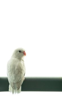 Tiny white parrot parakeet Forpus bird, white isolation background.