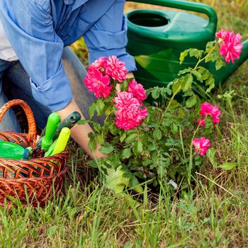 Woman gardener planting a sapling of red rose