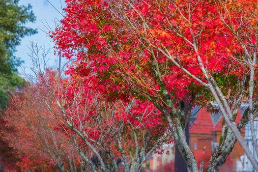 Autumn landscape with red trees in Gramado, rio Grande do Sul, Southern Brazil