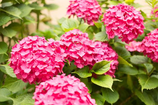 Close up pink hortensia fresh flowers blur background