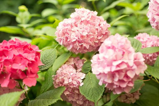 Close up light pink hortensia fresh flowers blur background