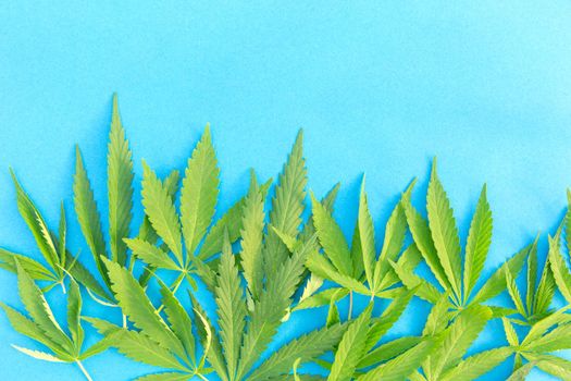 Close up fresh cannabis leaves on a blue background.