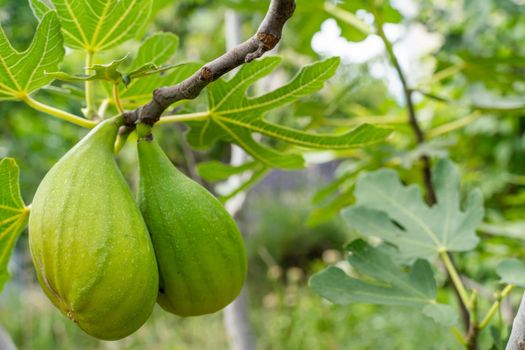 Green raw figs on the branch of a fig tree with morning sun light.