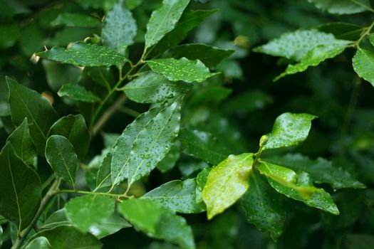 Fresh bay feaves background. Close up laurel tree branches