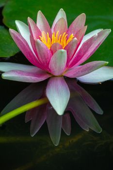 Beautiful lily water close-up in pond garden, Giverny, France