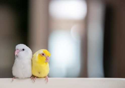 Pair of tiny parrot parakeet white and yellow Forpus bird.