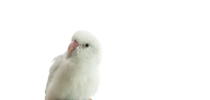 Tiny white parrot parakeet Forpus bird, white isolation background.