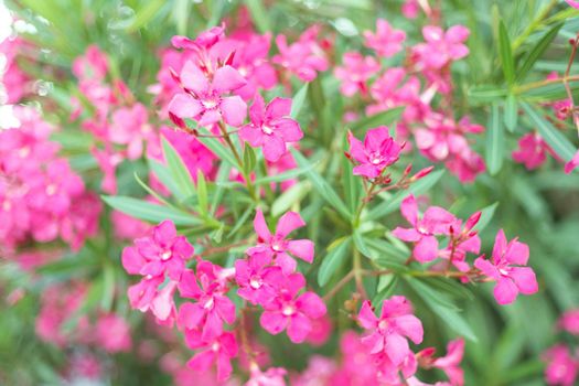 Beautiful vivid pink oleander flowers on blur green leaves background.