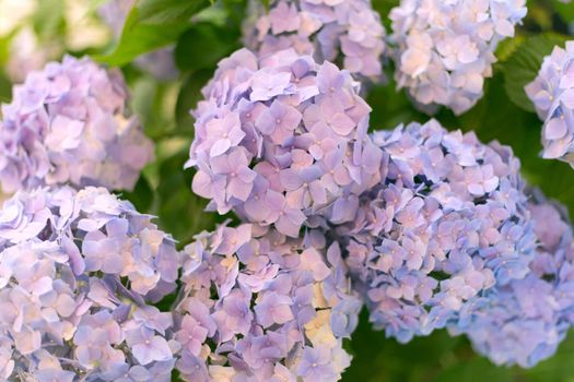 Fresh hortensia bright blue flowers and green leaves background