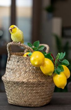 Forpus little tiny Parrots bird is perched on the wicker basket and artificial lemon.