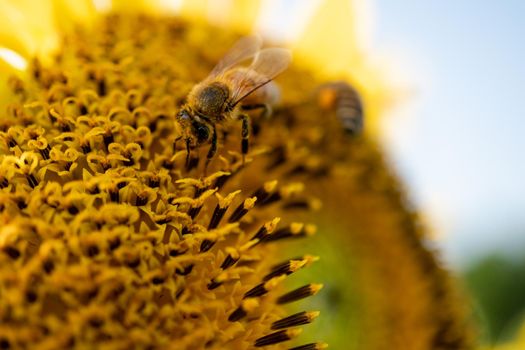 Tiny honey bee pollinating from yellow sunflower in the field.