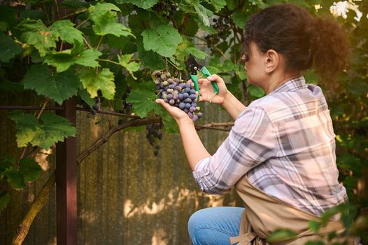 Rear view of a woman, vine grower, viticulturist, harvesting fresh and ripe organic grapes in a vineyard in the backyard of her summer house. Growing organic fruits in an ecological farm. Agriculture