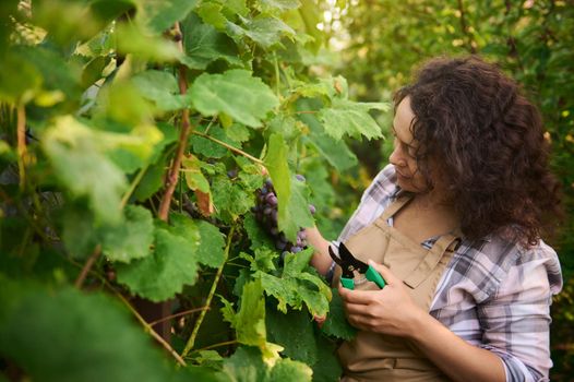 Close-up of a happy multiethnic winegrower woman, using garden shears picking ripe and juicy organic grapes in an ecological vineyard. Viticulture. Agriculture. Agricultural hobby and business