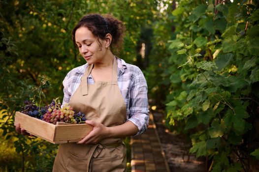 Delightful multiethnic young woman in a beige apron, an experienced wine grower, stands near a vineyard with a wooden box of freshly harvested ripe and juicy grapes, on her own eco-farm. Wine business