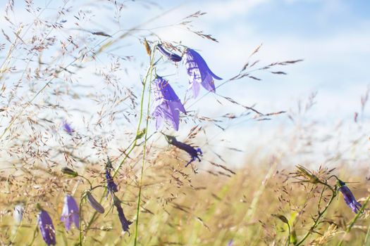 Lilac bells in the field, against the background of the rotten grass. High quality photo