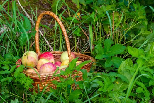 Organic apple harvest, basket of freshly harvested apples with natural blemishes and spots. Red and green freshly picked apples in basket on green grass under the apple tree. High quality photo