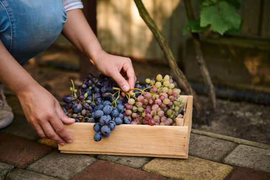 Close-up. Vine grower hands putting freshly picked organic ripe and juicy grapes into a wooden crate. Growing different varieties of grapes for wine production. Agribusiness. Viticulture. Copy space