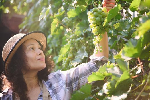 Close-up of a beautiful Hispanic woman, in plaid shirt and straw hat, winemaker, viticulturist in vine rows checking the quality of ripening grapes,on the early morning sunny autumn day. Viticulture