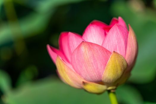 A pink lotus flower sways in the wind. Against the background of their green leaves. Lotus field on the lake in natural environment