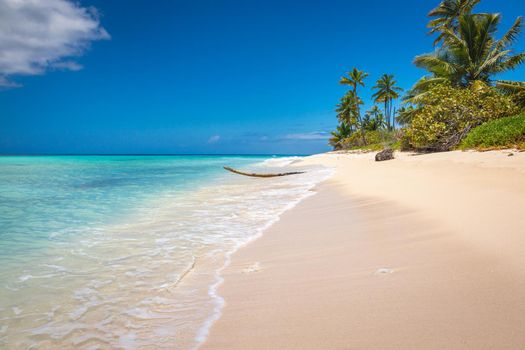 Tropical paradise: idyllic caribbean beach with palm trees, Punta Cana, Dominican Republic