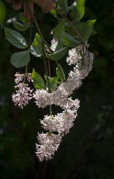 Flower background - lilac flowers in spring garden . High quality photo