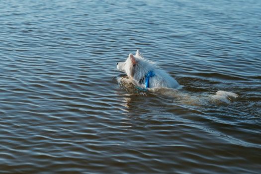 Snow-White Dog Breed Japanese Spitz Swimming in Lake Water