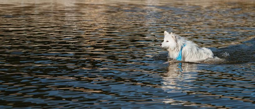 Snow-White Dog Breed Japanese Spitz Swimming in Lake Water