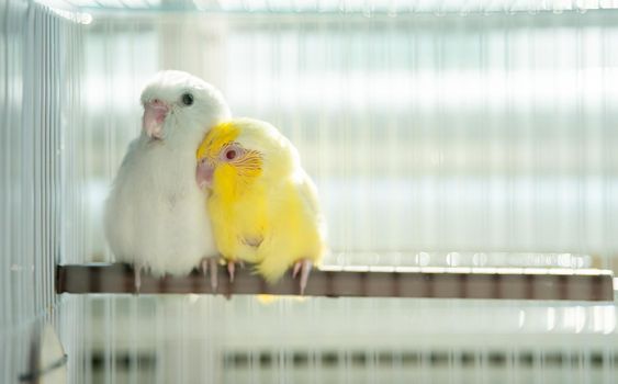 Pair of tiny parrot parakeet white and yellow Forpus bird. in the cage.