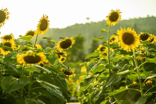 Sunflower in filed, blooming sunflowers with a mountain on cloudy sky background.