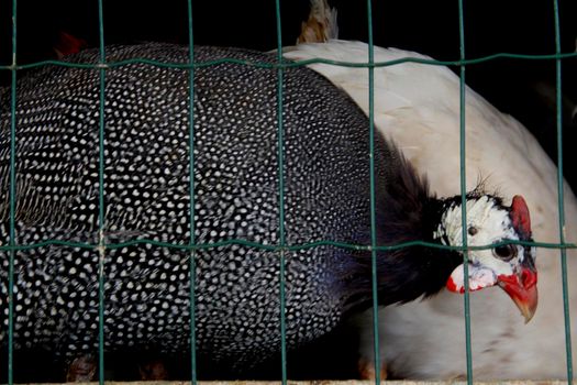 salvador, bahia / brazil - may 11, 2013: guinea fowl is seen in a cage at the Sao Joaquim fair in the city of Salvador.