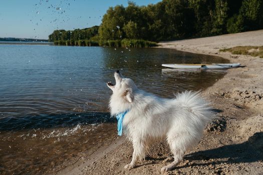 Snow-White Dog Breed Japanese Spitz Playing with Water Drops on City Beach
