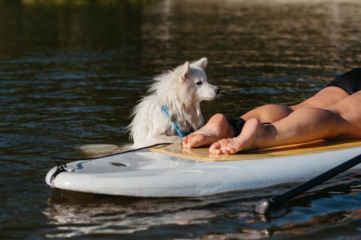 Snow-White Dog Breed Japanese Spitz Swimming in Lake Water and Trying to Get On the Sup Board with Human on It