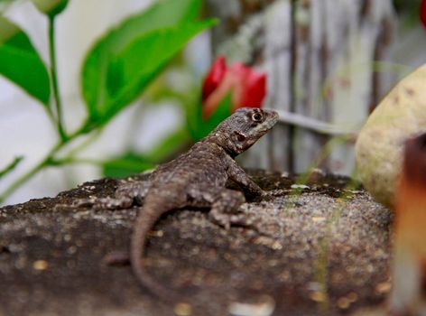 salvador, bahia / brazil - march 28, 2009: gecko is seen in a garden in the city of Salvador.