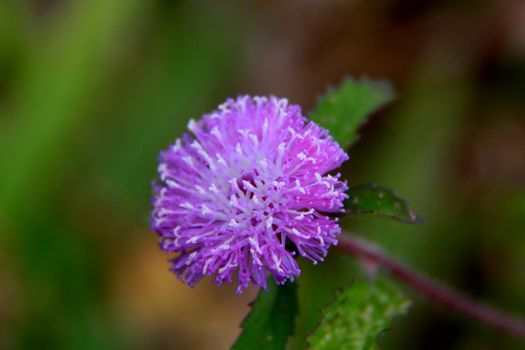 salvador, bahia / brazil - november 22, 2013: plant is seen in a garden in the city of Salvador.