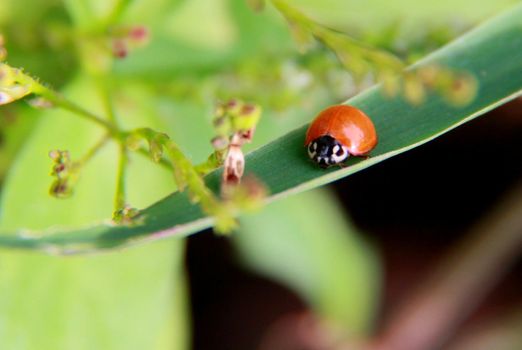 salvador, bahia / brazil - november 22, 2013: ladybug insect is seen in crops in the city of Salvador.


