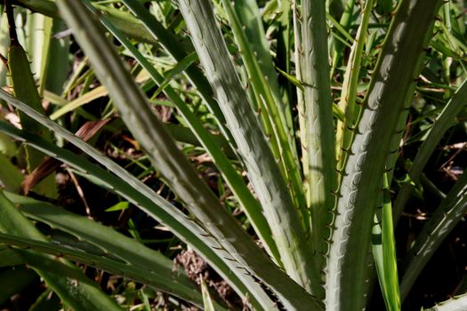 conde, bahia / brazil - june 14,2013: bromelia macambira, plant that pusssui espeinho is seen in the city of Conde.