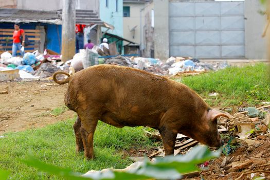 salvador, bahia / brazil - july 4 2013: Pig is seen loose on a public street in the Campinas de Brotas neighborhood in the city of Salvador.